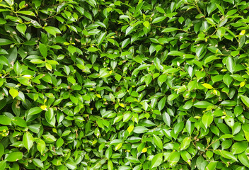 Fototapeta na wymiar green bush leaves,texture and background design.