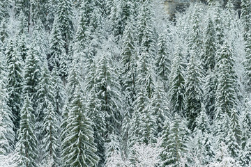 Coniferous trees with lots of snow following a winter storm.