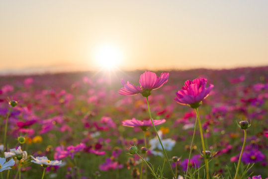 Fototapeta  Beautiful cosmos flower in sunset.