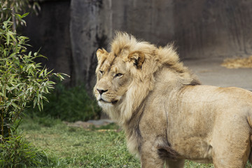 African Lion Portrait