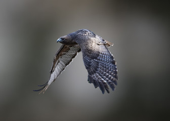 Red-Tailed Hawk (Buteo jamaicensis) in Flight