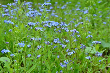 Field of forget-me-nots