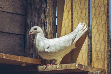 White German beauty homer male pigeon on a wooden roost inside a loft.