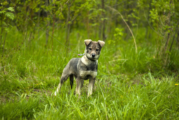 Obraz premium cool gray puppy mongrel with hanging ears with interesting looks in a frame on a natural green background