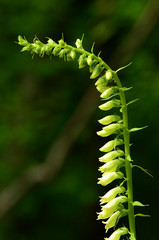 Fingerhut; digitalis; Gelber Fingerhut; Digitalis lutea,