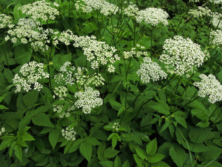 Gewöhnlicher Giersch, Aegopodium podagraria,