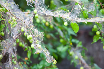 caterpillars and cobwebs on branches and leaves