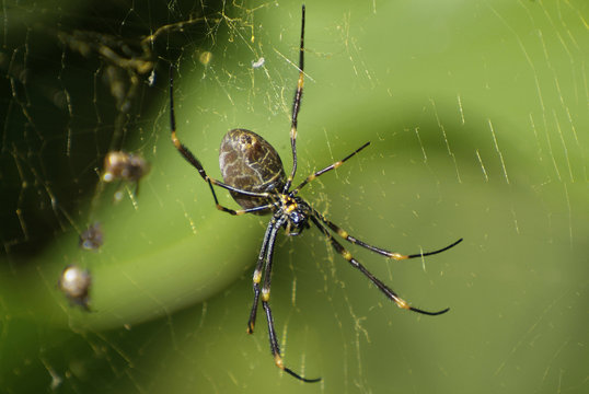 Australia, Zoology, Spider