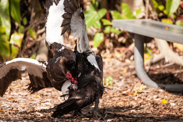 Male muscovy duck Cairina moschat birds in the middle of a dominance fight