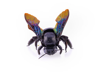 bumble bee isolated on white background