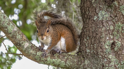 Squirrel in Tree on branch - 1