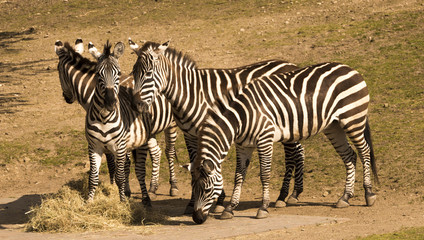 Fototapeta na wymiar Zebra (Equus quagga) is eating grass