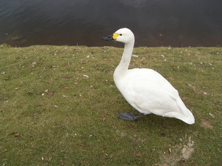 wild white bird walks on the lake on the green grass