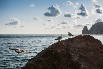 Seagull sitting on a rock and watching the sea.