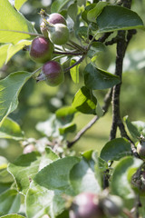 An immature apple on a small tree on a branch with green leaves.