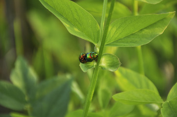 Beautiful bug on a green leaf of a plant