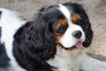 brown white cavalier king charles spaniel lying on floor outdoor