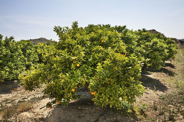 Fototapeta na wymiar Orange tree near Villajoyosa. Province of Alicante. Spain