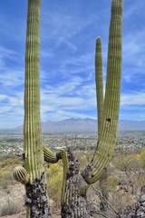 Santa Catalina Mountains from Tumamoc Hill Tucson Arizona