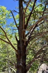 Tree at Madera Canyon Santa Rita Mountains Hiking Tucson Arizona