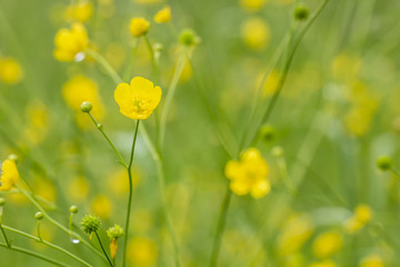 Beautiful yellow flowers of buttercup (Ranunculus acris) with droplets of water after rain, on a blurred background. Close-up.
