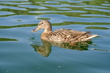Female mallard in the green lake, Vilnius, Lithuania