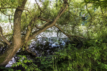 A tree over a pond