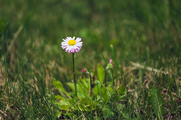 Beautiful flower on grass at summer