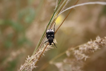 The beetle hangs on a branch