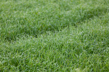 Dewdrops on grass background