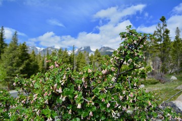 Fototapeta na wymiar Spring at Rocky Mountain National Park Estes Park Colorado Rockies