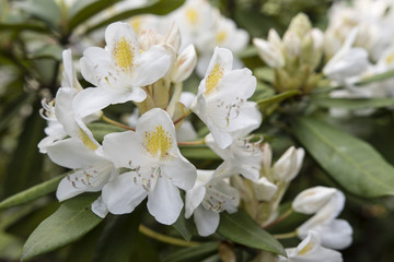 White flowers rhododendron outdoors.