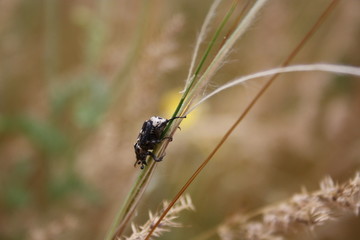 The beetle creeps along the branch of feather grass