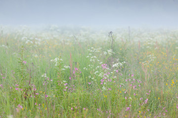 Meadow at sunrise foggy morning
