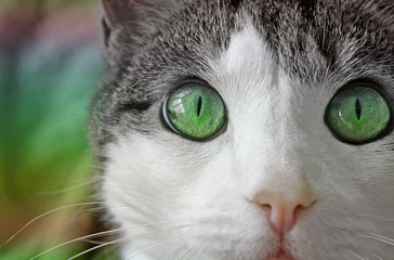 Domestic cat with big bright eyes, soft pink nose and white face and whiskers looking into camera.  Abstract green color added to the eyes