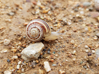 Lumaca