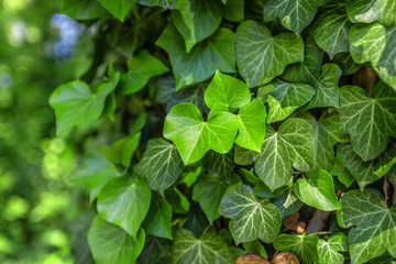 Fototapeta na wymiar Background with green ivy covering the wall