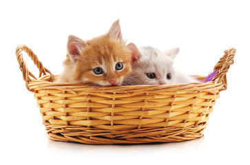 Fototapeta na wymiar Two kittens in a basket.