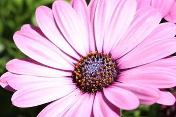 Fototapeta premium Osteospermum