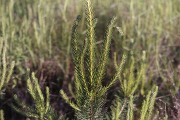 Pine from the forest at Christmas