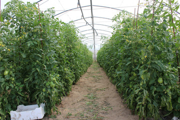 Tomatenplantage