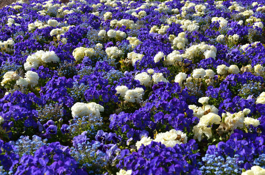 Blumenbeet blau weiß