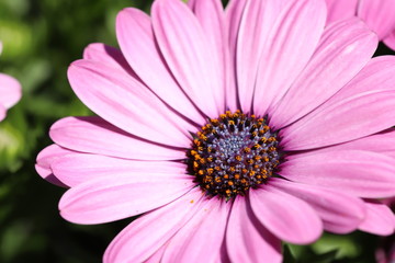Obraz premium Osteospermum