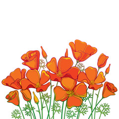 Vector bouquet of outline orange California poppy flower or California sunlight or Eschscholzia, green leaf and bud isolated on white background. Contour poppy for summer design.