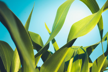 Corn field sunny summer day in the field. Green juicy leaves of young corn, close up. Agricultural.