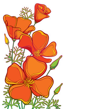 Vector corner bouquet of outline orange California poppy flower or California sunlight or Eschscholzia, green leaf and bud isolated on white background. Ornate contour poppies for summer design.