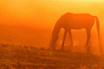 Fototapeta na wymiar Wild horse grazes in the meadow at sunset