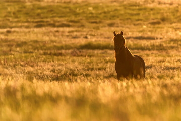 Wild horse grazes in the meadow at sunset