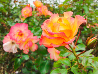 A bud of rose in the garden in summer sunny day
