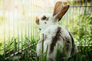 Junger Hase in Freiluftkäfig, draußen © Patrick Daxenbichler